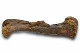 Fossil Hadrosaur (Edmontosaurus) Femur - Wyoming #379439-9